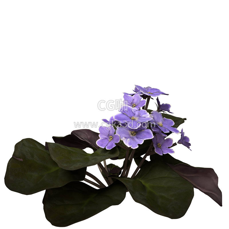 CG咖-非洲紫罗兰模型鲜花模型花卉模型