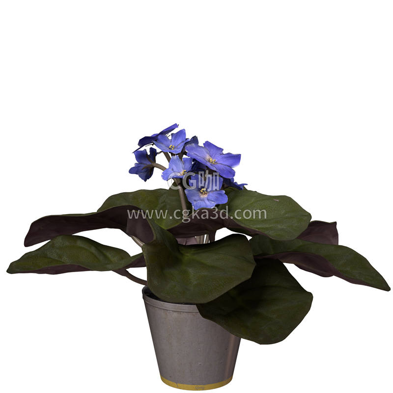 CG咖-非洲紫罗兰模型鲜花模型花卉模型