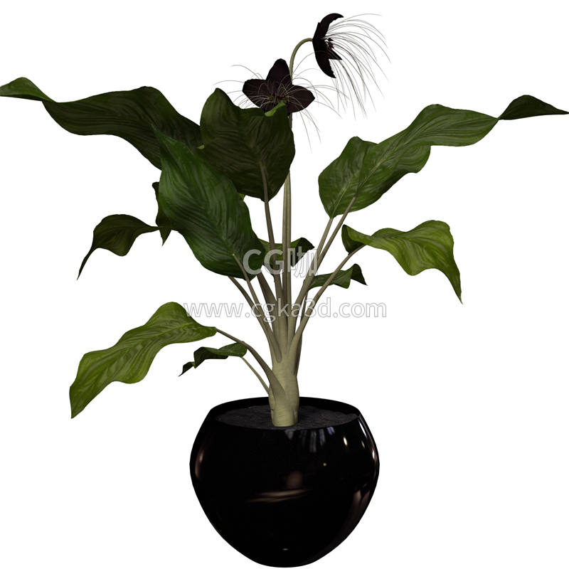 CG咖-蝙蝠花模型鲜花模型花卉模型落地盆栽模型