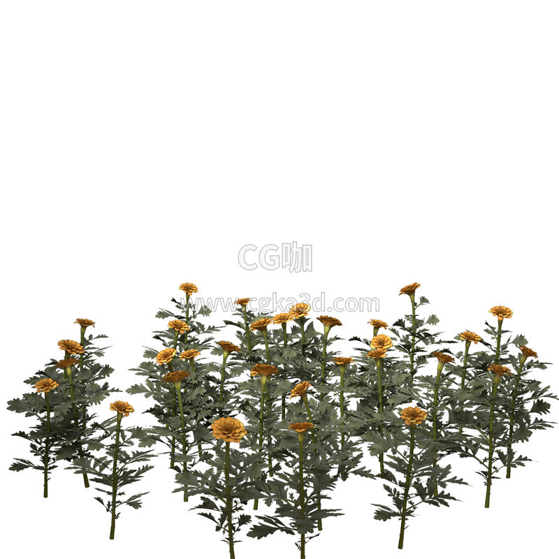 CG咖-金盏花模型鲜花模型花卉模型万寿菊模型