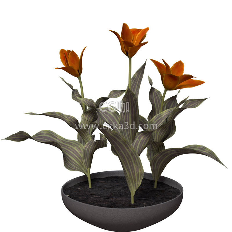 CG咖-郁金香模型鲜花模型花卉模型盆栽模型