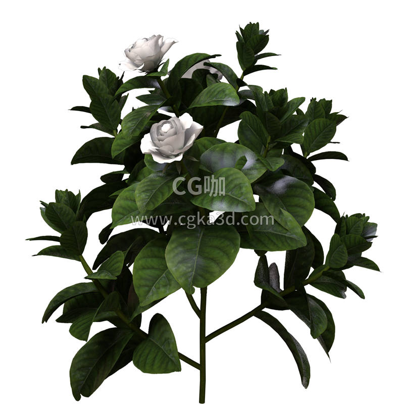 CG咖-栀子花模型鲜花模型花卉模型