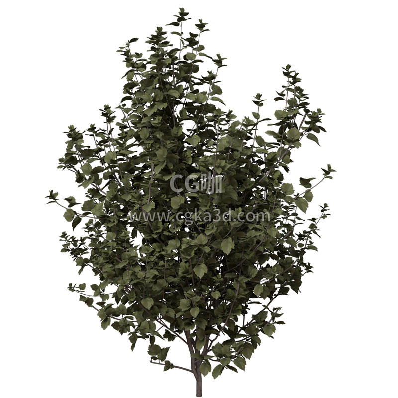 CG咖-树木模型木槿树模型小树模型芙蓉树模型