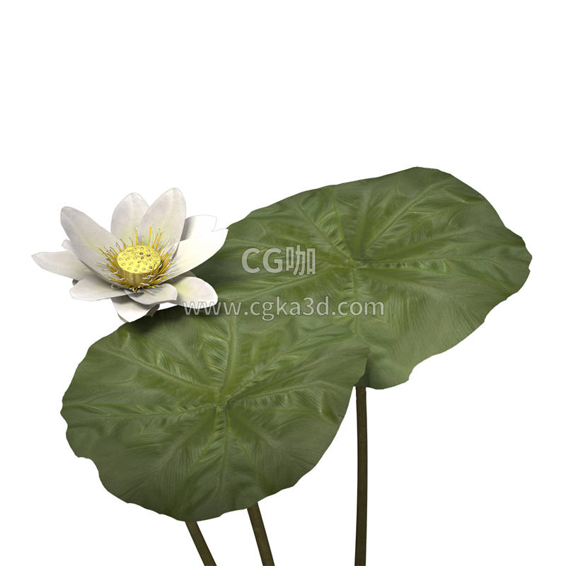 CG咖-莲花模型鲜花模型花卉模型荷花模型荷叶模型