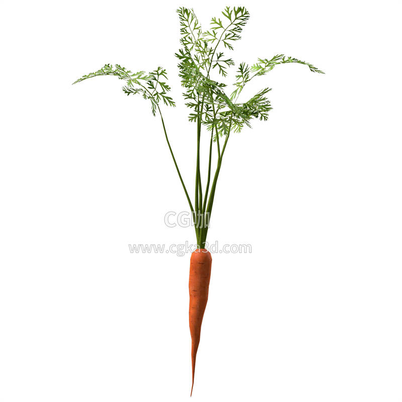 CG咖-蔬菜模型胡萝卜模型胡萝卜茎叶模型