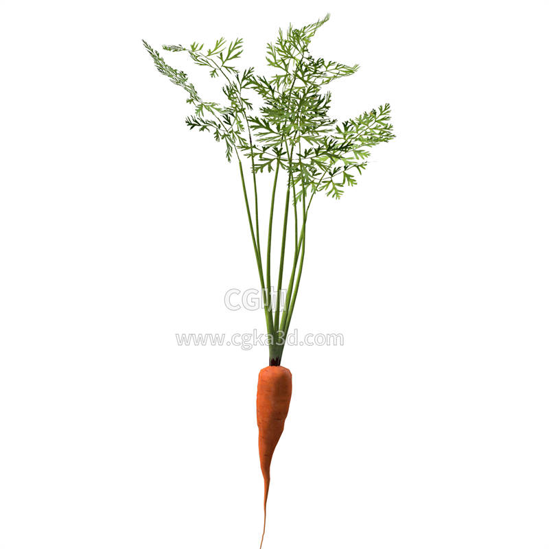 CG咖-蔬菜模型胡萝卜模型胡萝卜茎叶模型