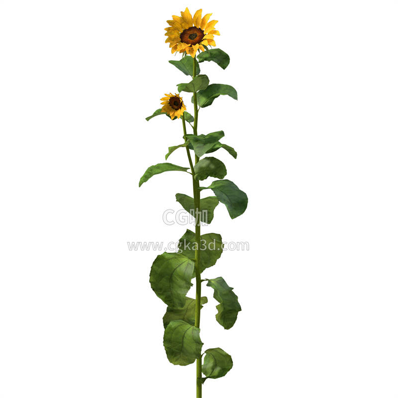 CG咖-向日葵模型鲜花模型花卉模型向日葵植株模型