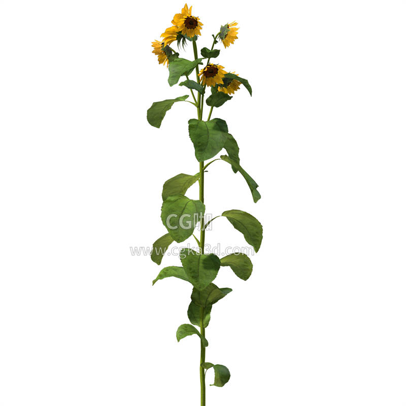 CG咖-向日葵模型鲜花模型花卉模型向日葵植株模型