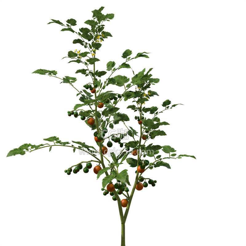 CG咖-西红柿模型番茄模型西红柿植株模型西红柿树模型蔬菜模型