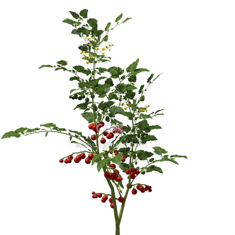 CG咖-西红柿模型番茄模型西红柿植株模型西红柿树模型蔬菜模型