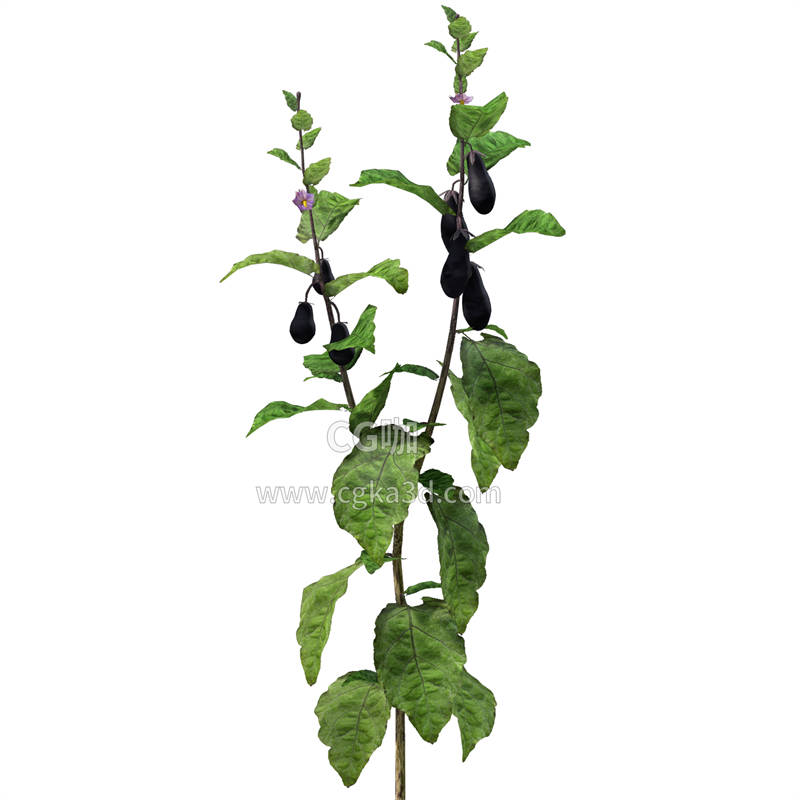 CG咖-茄子模型茄子树模型茄子植株模型蔬菜模型