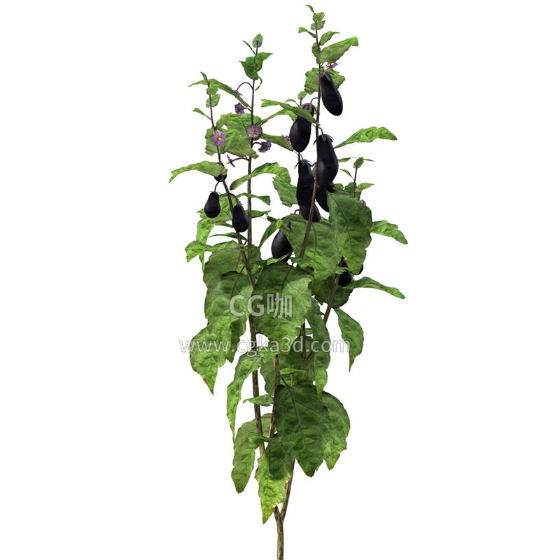 CG咖-茄子模型茄子树模型茄子植株模型蔬菜模型