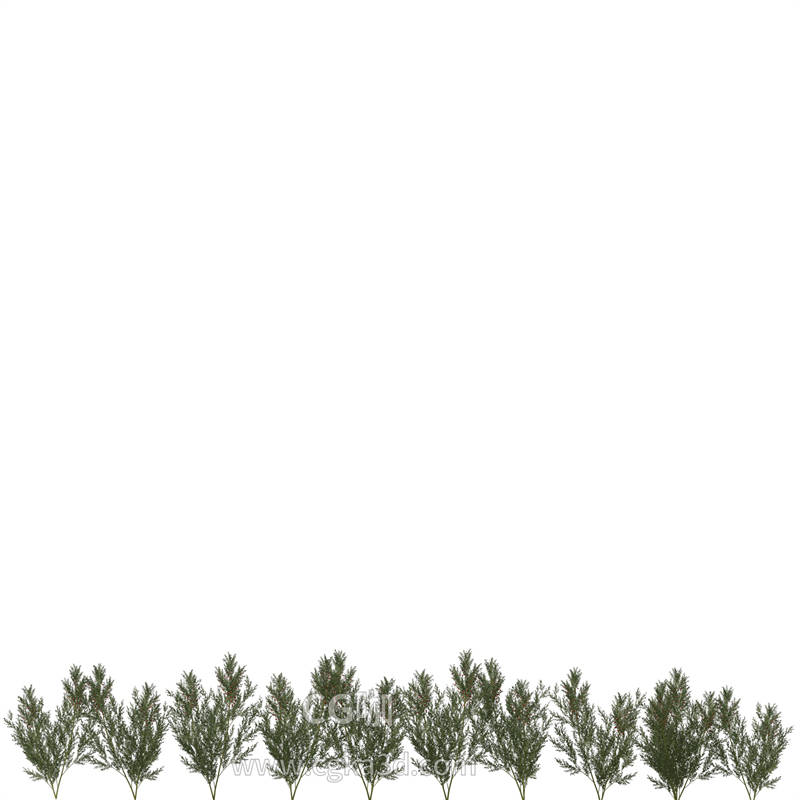 CG咖-老芦笋模型石刁柏模型草本植物模型