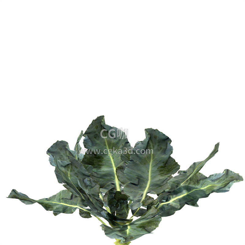 CG咖-西蓝花模型蔬菜模型花椰菜茎叶模型西兰花茎叶模型