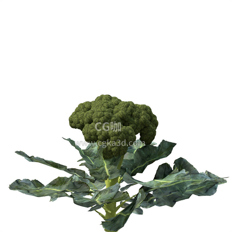 CG咖-西蓝花模型蔬菜模型花椰菜模型西兰花模型