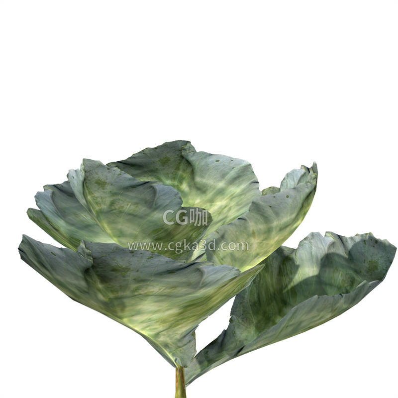 CG咖-卷心菜茎叶模型洋白菜茎叶模型包菜茎叶模型包心菜茎叶模型