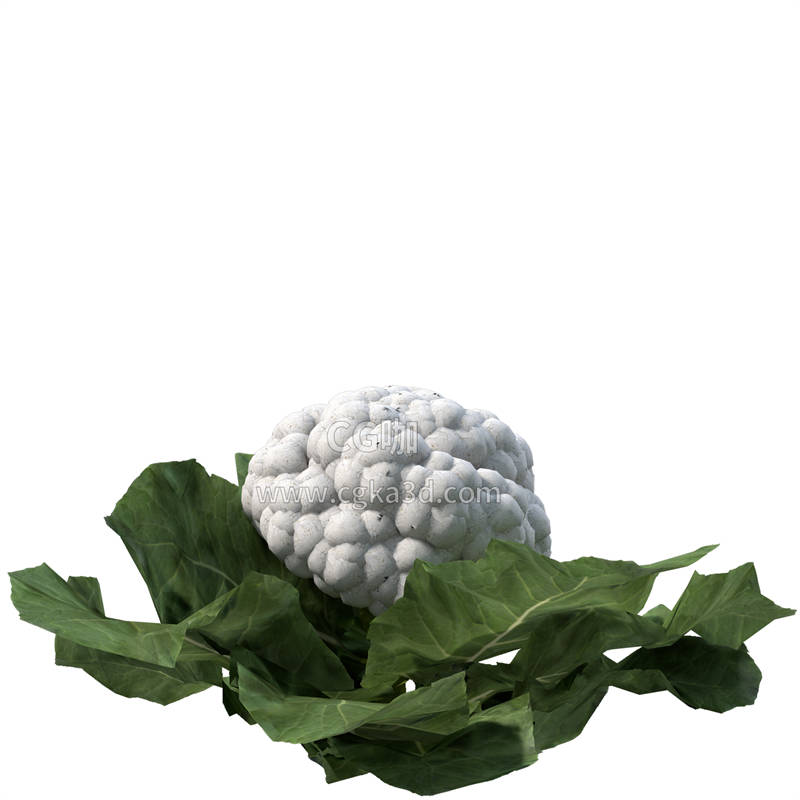 CG咖-整颗花菜模型整颗花椰菜模型蔬菜模型