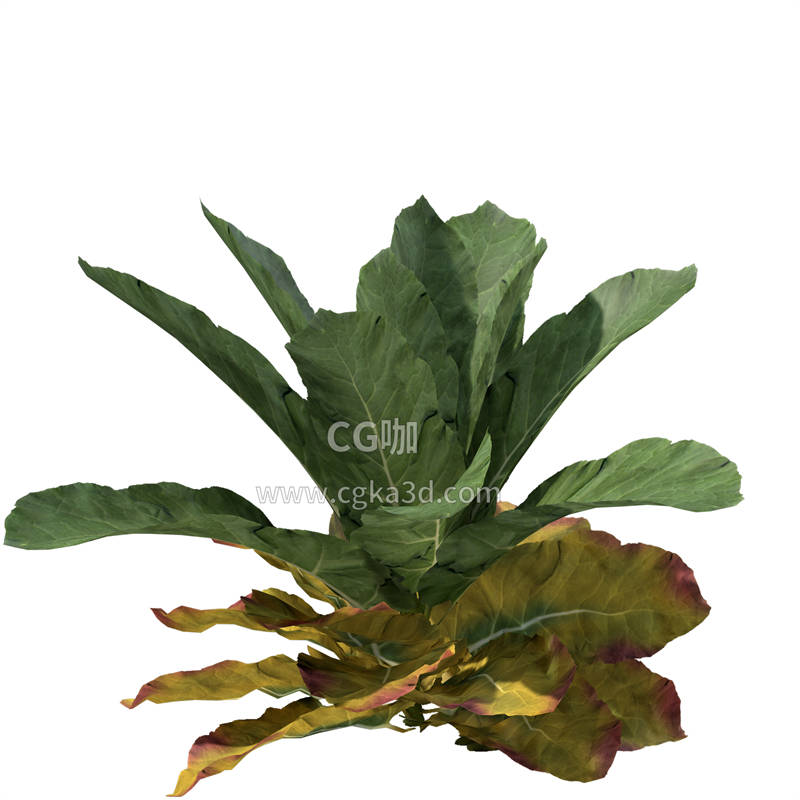 CG咖-花菜茎叶模型花椰菜茎叶模型花菜茎干模型