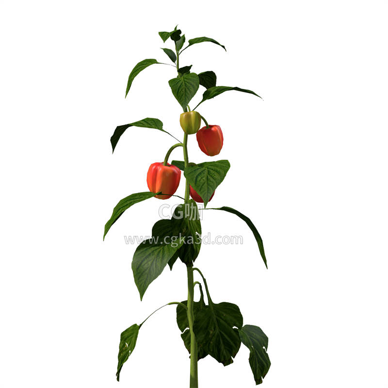 CG咖-红辣椒树模型红番椒植株模型红辣椒模型红番椒模型蔬菜模型