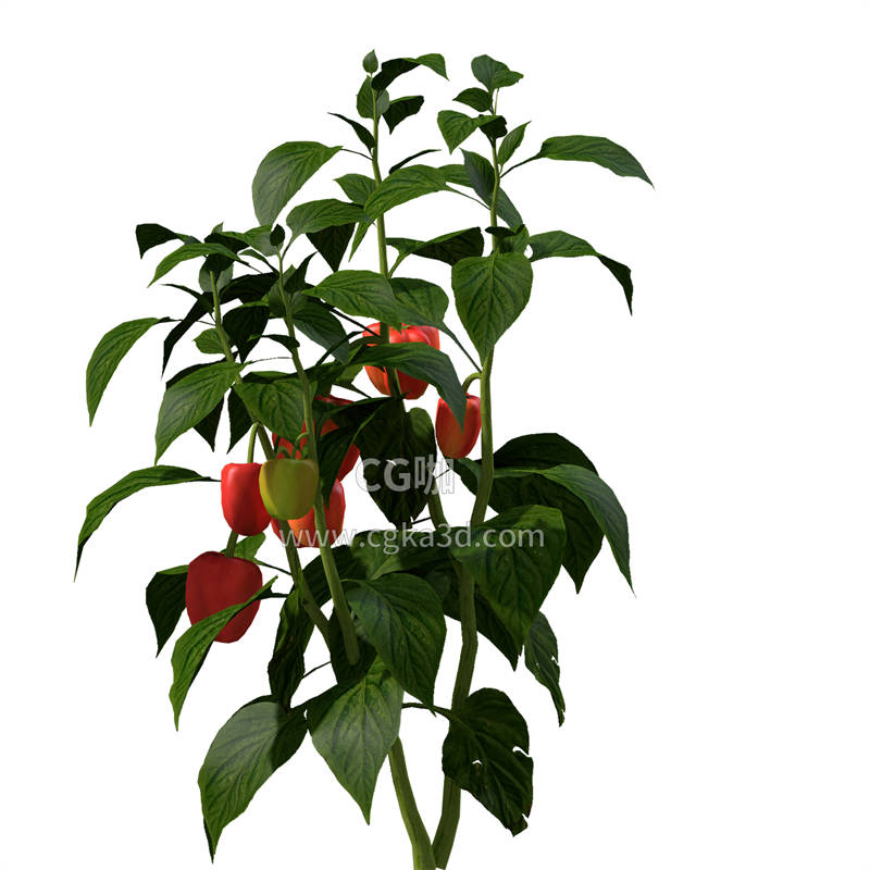 CG咖-红辣椒树模型红番椒植株模型红辣椒模型红番椒模型蔬菜模型
