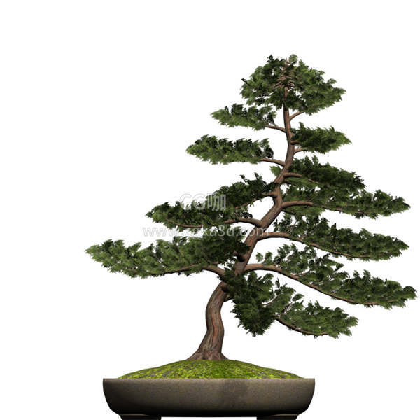 CG咖-松柏树模型盆景模型盆栽模型树木模型扁柏模型