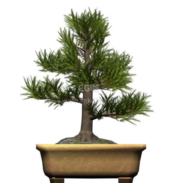 CG咖-雪松模型盆景模型盆栽模型树木模型香柏树模型杉木模型