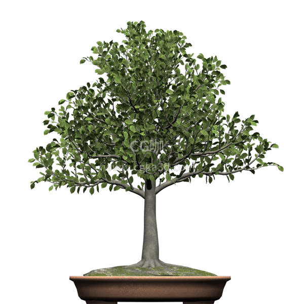 CG咖-山毛榉模型盆景模型盆栽模型树木模型桦木模型