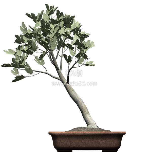 CG咖-无花果树模型盆景模型盆栽模型树木模型