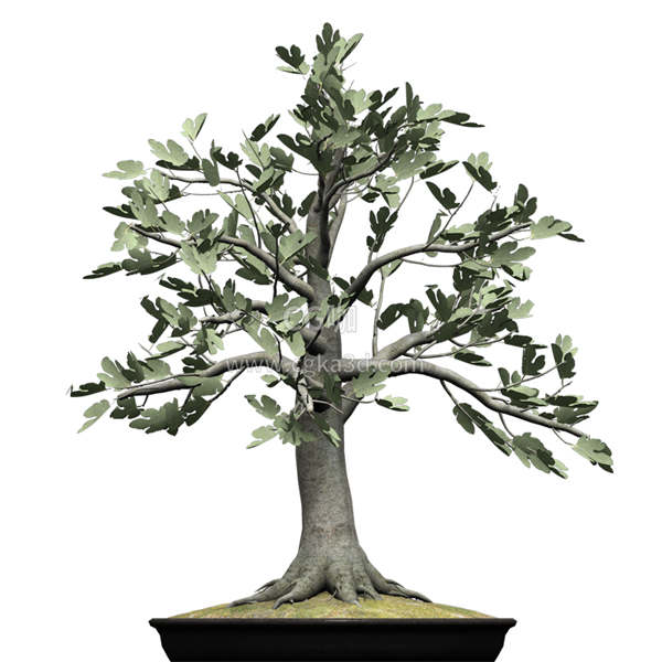 CG咖-无花果树模型盆景模型盆栽模型树木模型