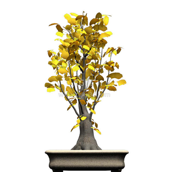 CG咖-银杏树模型盆景模型盆栽模型树木模型