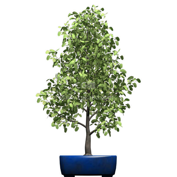 CG咖-银杏树模型盆景模型盆栽模型树木模型