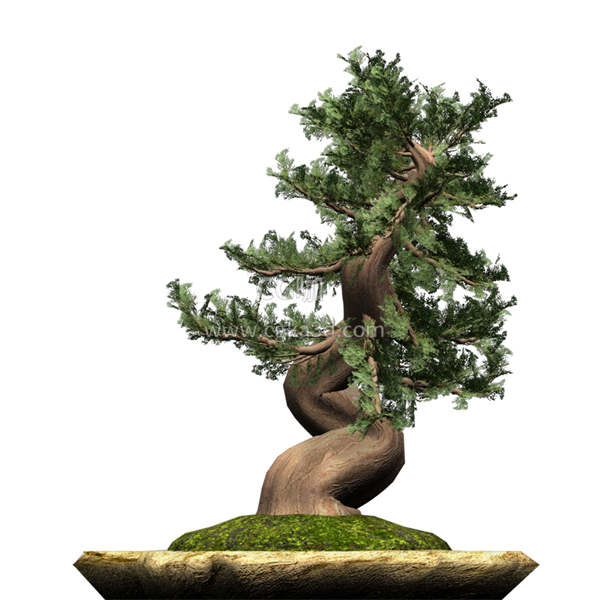 CG咖-杜松模型盆景模型盆栽模型树木模型松树模型