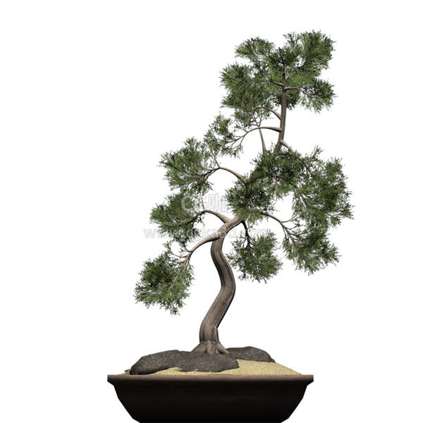 CG咖-柏树模型盆景模型盆栽模型树木模型松柏模型