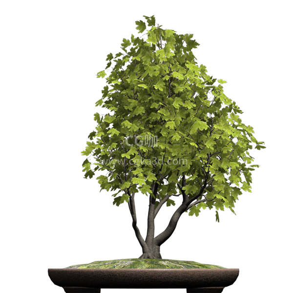 CG咖-枫树模型盆景模型盆栽模型