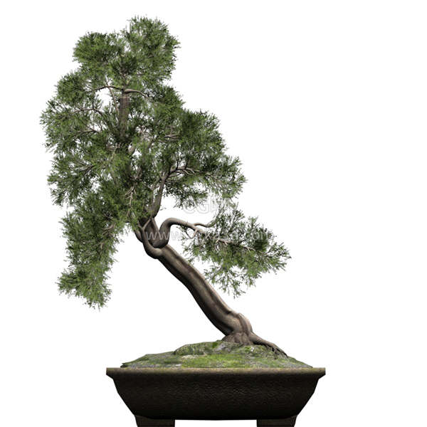 CG咖-柏树模型盆景模型盆栽模型树木模型松柏模型