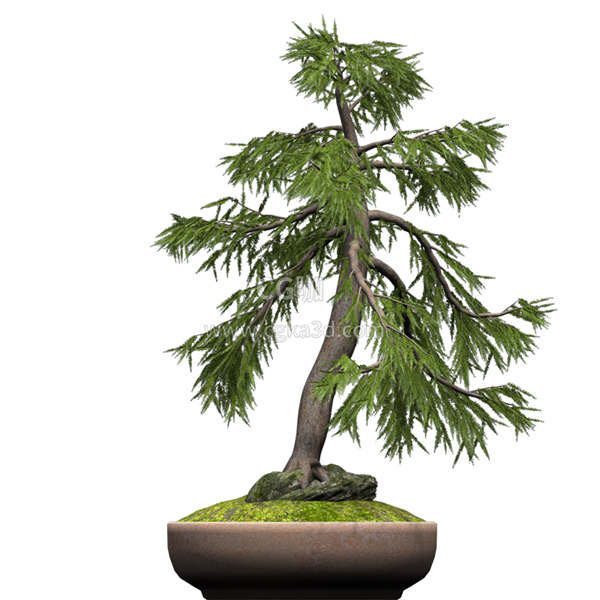 CG咖-白落叶松模型树木模型盆景模型盆栽模型