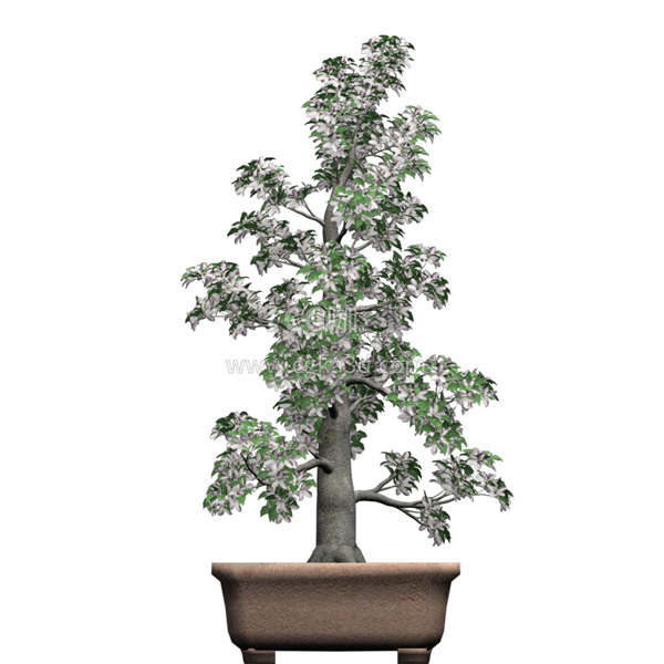 CG咖-苹果树模型树木模型盆景模型盆栽模型