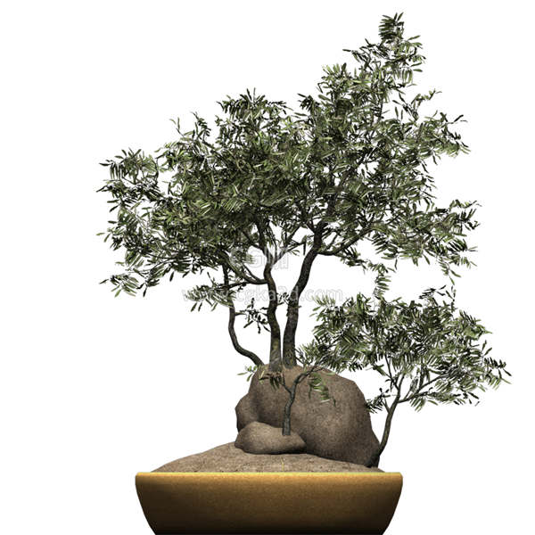 CG咖-橄榄树模型树木模型盆景模型盆栽模型