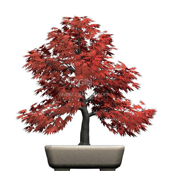 CG咖-红叶枫树模型盆景模型盆栽模型