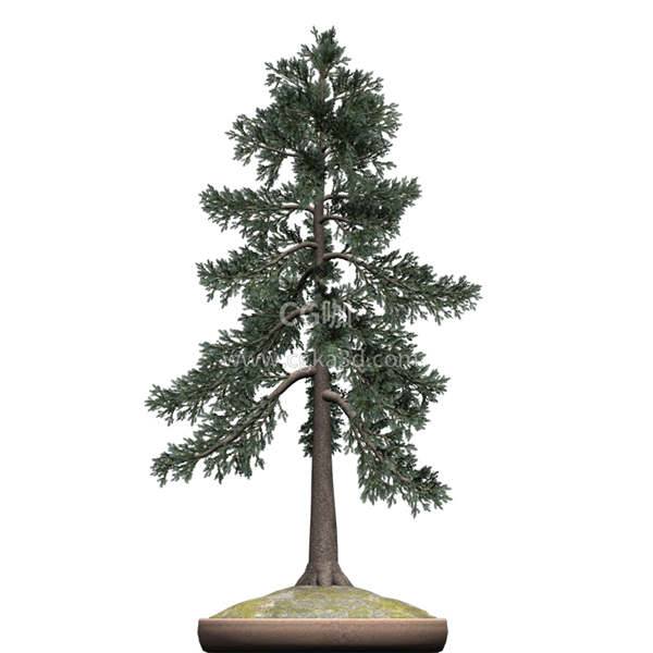 CG咖-白云杉模型树木模型盆景模型盆栽模型