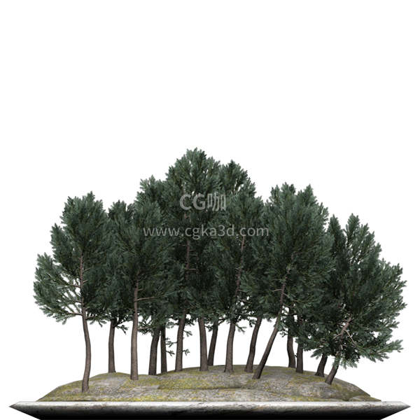 CG咖-白云杉模型树木模型