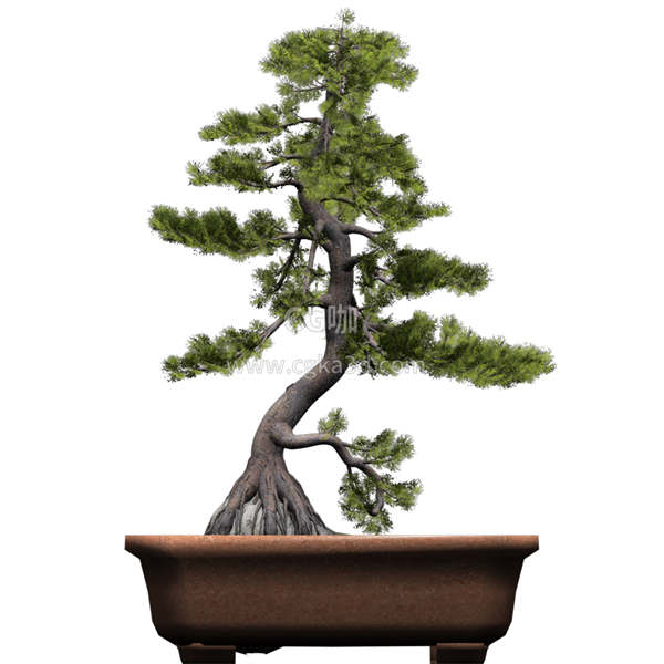 CG咖-白松模型树木模型迎客松模型五叶松模型盆景模型盆栽模型景观树模型