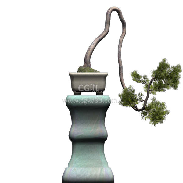 CG咖-白松模型树木模型五叶松模型盆景模型盆栽模景观树模型