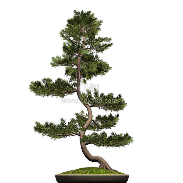 CG咖-苏格兰松模型树木模型迎客松模型盆景模型盆栽模景观树模型松树模型