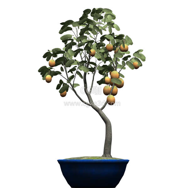CG咖-杏树模型树木模型盆景模型盆栽模果树模型