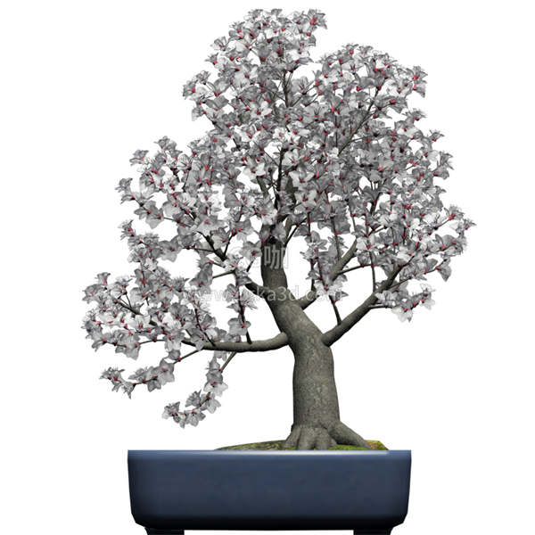 CG咖-杏树模型树木模型盆景模型盆栽模果树模型