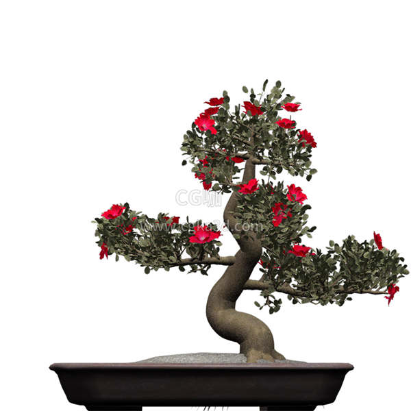CG咖-杜鹃花模型杜鹃花树模型五月花树模型盆景模型盆栽模型景观树模型