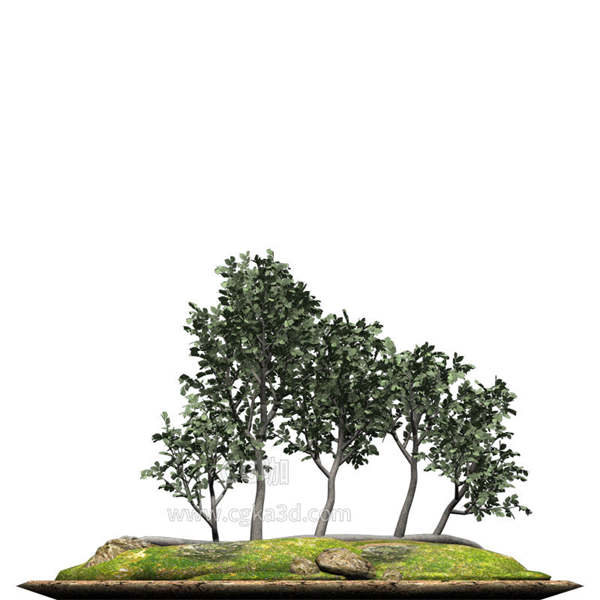 CG咖-榆树模型光叶榆模型树木模型盆景模型