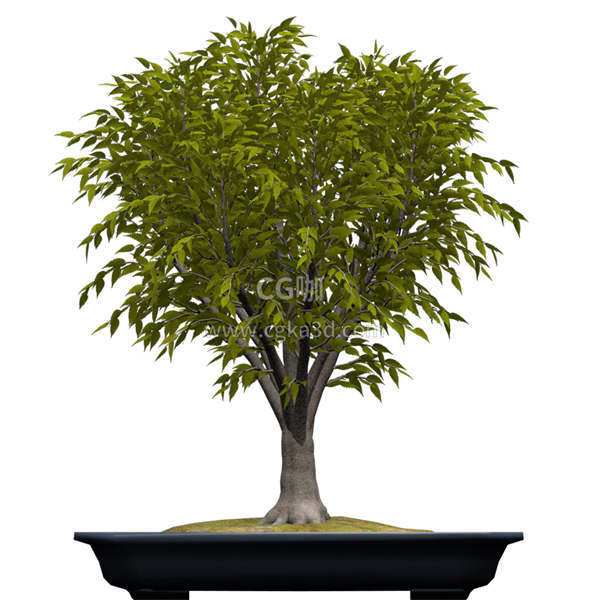 CG咖-榉树模型树木模型盆景模型景观树模型