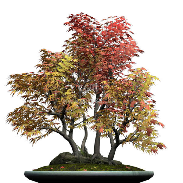 CG咖-红叶枫树模型盆景模型盆栽模型